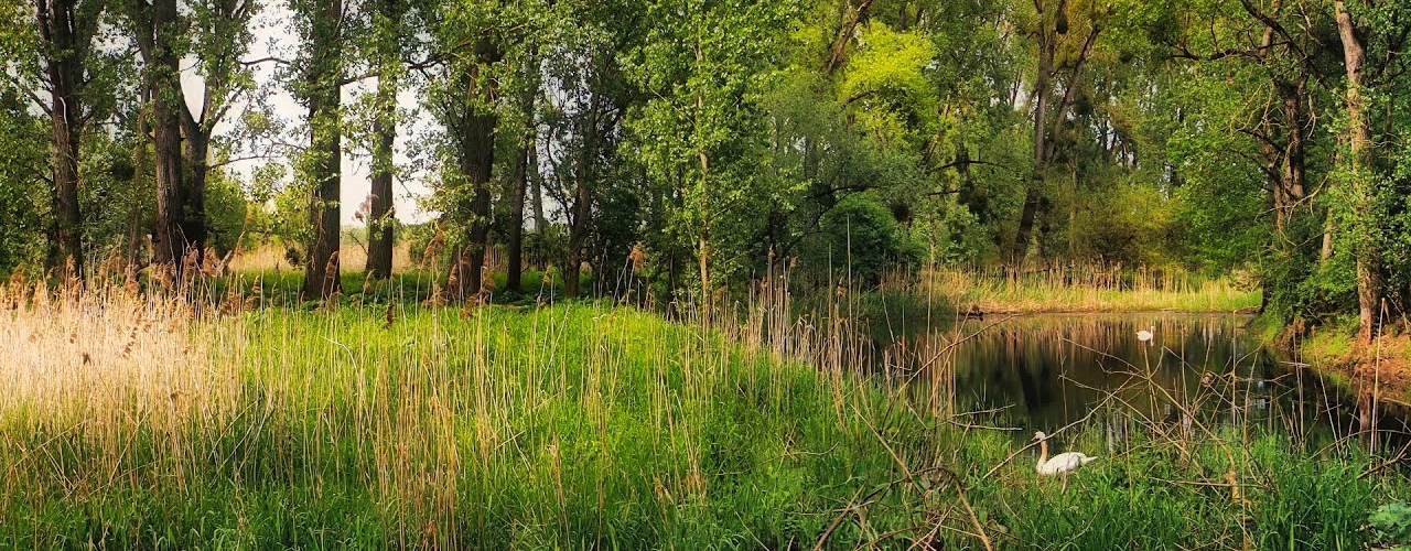bird song of the floodplains