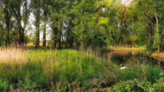 bird song of the floodplains