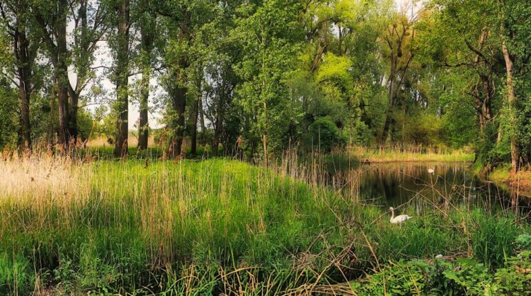 bird song of the floodplains