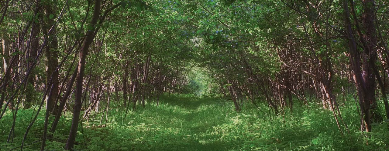 dense spring forest