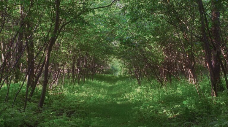 dense spring forest