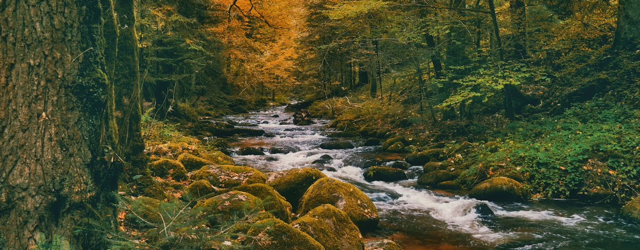 enchanted fall forest river