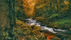 enchanted fall forest river