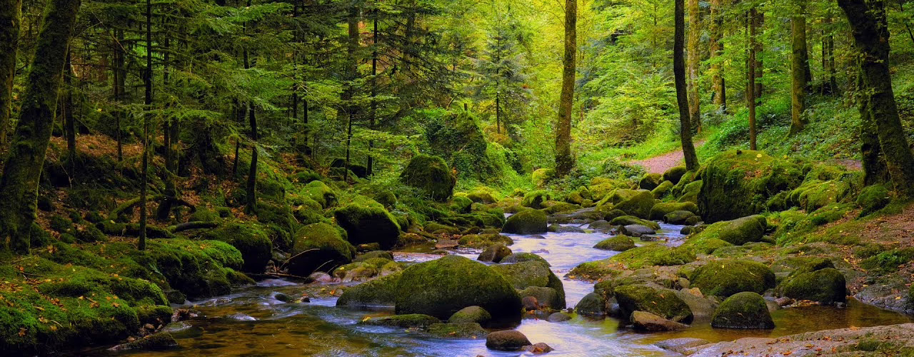 enchanted forest river 1