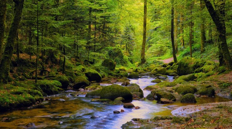 enchanted forest river 1