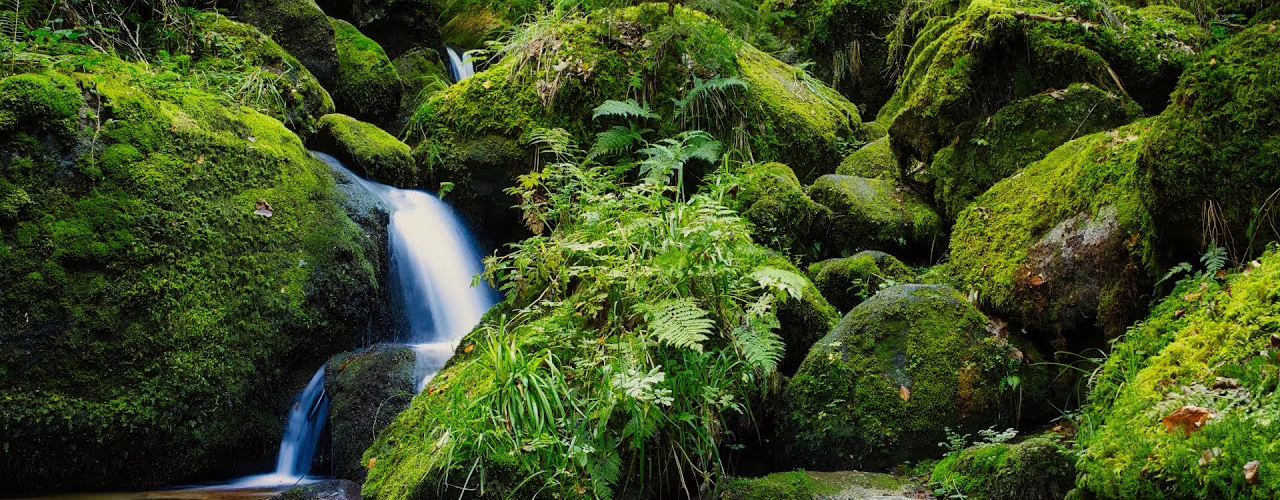 enchanted forest stream