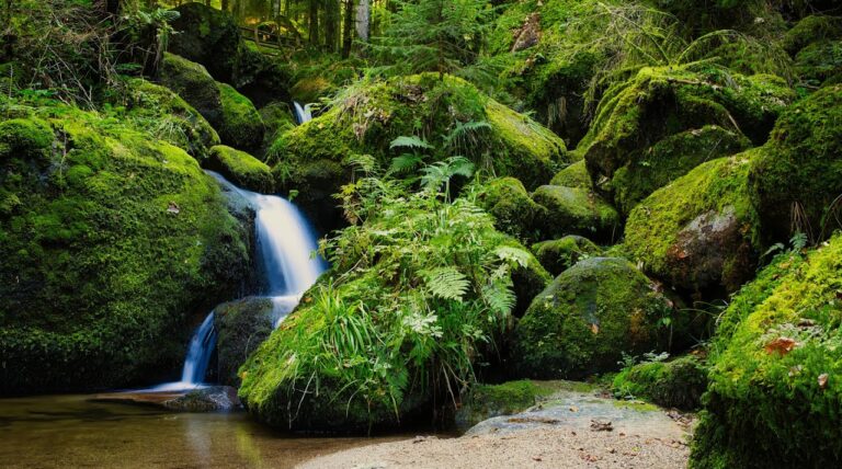 enchanted forest stream