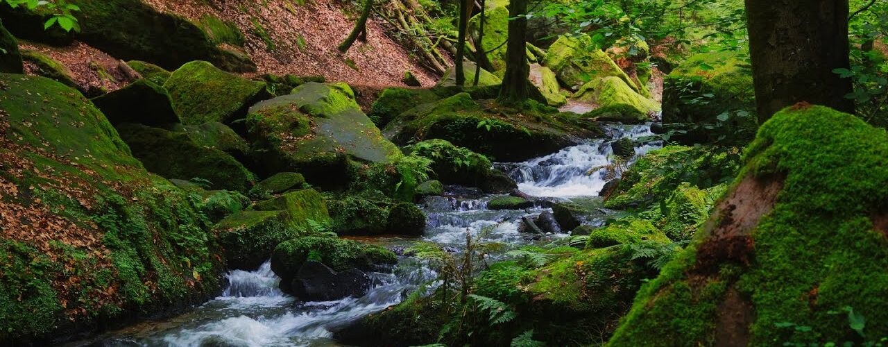 peaceful forest stream
