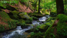 peaceful forest stream
