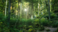 serenity in the heart of the for