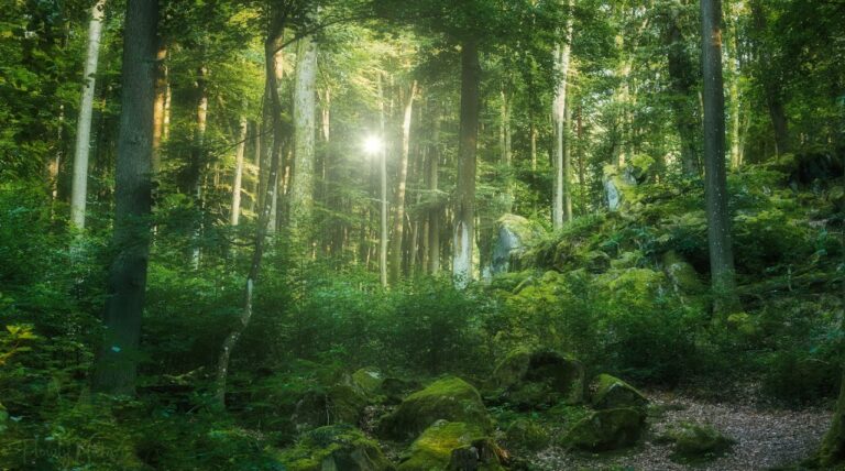 serenity in the heart of the for