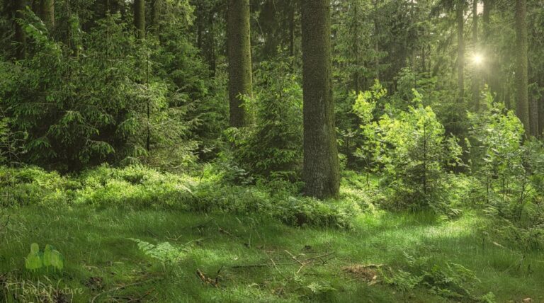 soothing summer forest ambience