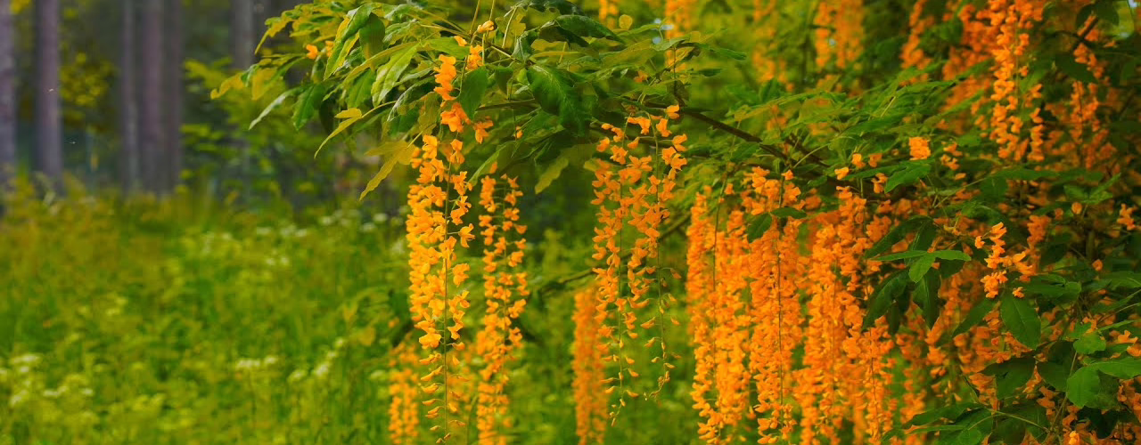 spring forest ambience