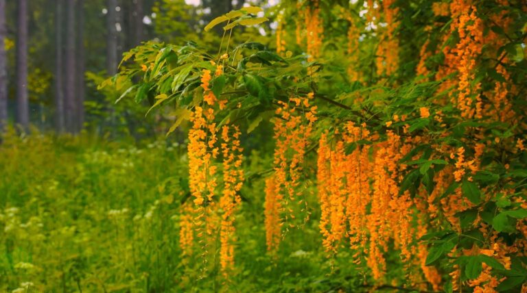 spring forest ambience