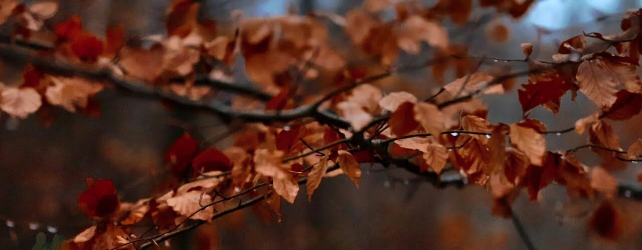windy forest in late autumn