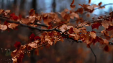 windy forest in late autumn