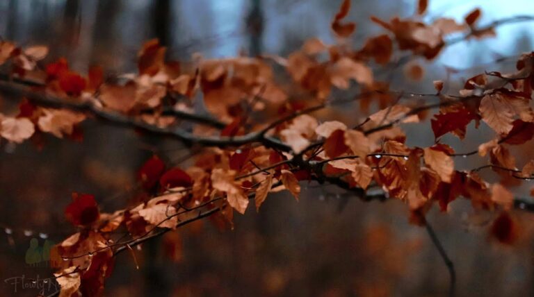 windy forest in late autumn