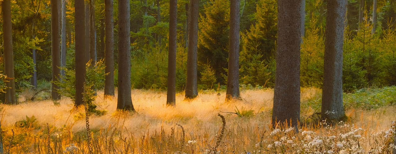 morning forest ambience
