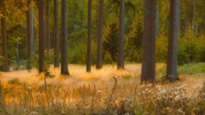 morning forest ambience