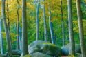 felsenmeer the ancient forest at 4