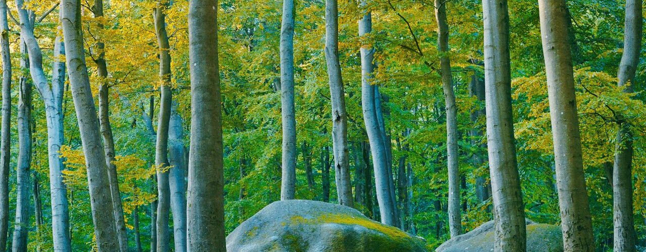 felsenmeer the ancient forest at 4