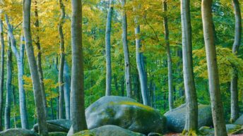 felsenmeer the ancient forest at 4