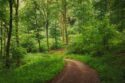 emerald spring forest