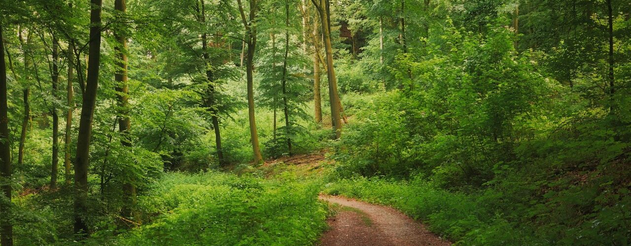 emerald spring forest