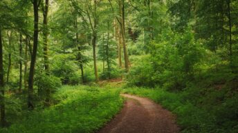 emerald spring forest
