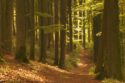 odenwald magical summer forest a