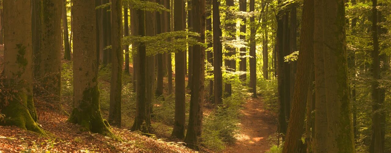 odenwald magical summer forest a
