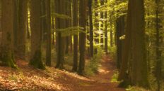 odenwald magical summer forest a