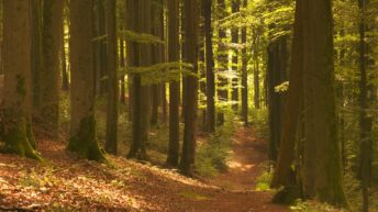 odenwald magical summer forest a
