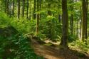 soft light in a shaded forest ne