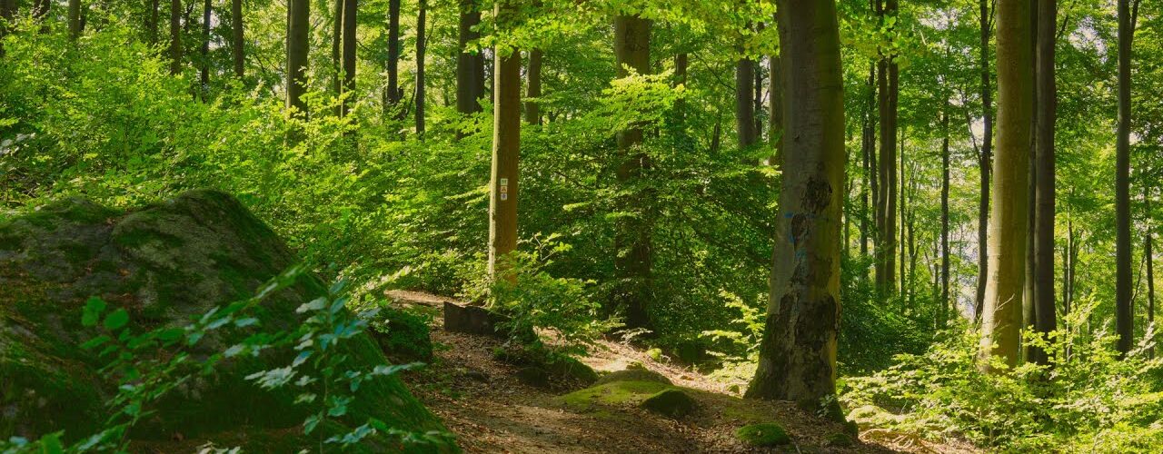 soft light in a shaded forest ne