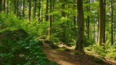 soft light in a shaded forest ne