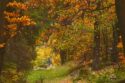 windy fall forest ambience