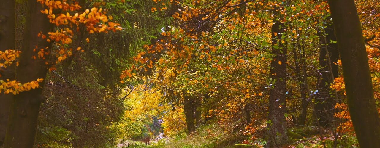 windy fall forest ambience