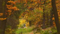windy fall forest ambience