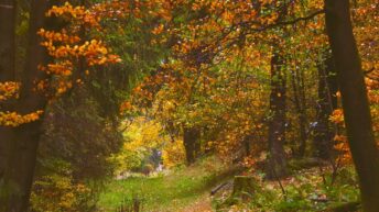 windy fall forest ambience