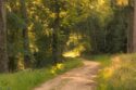 summer forest ambience golden tr