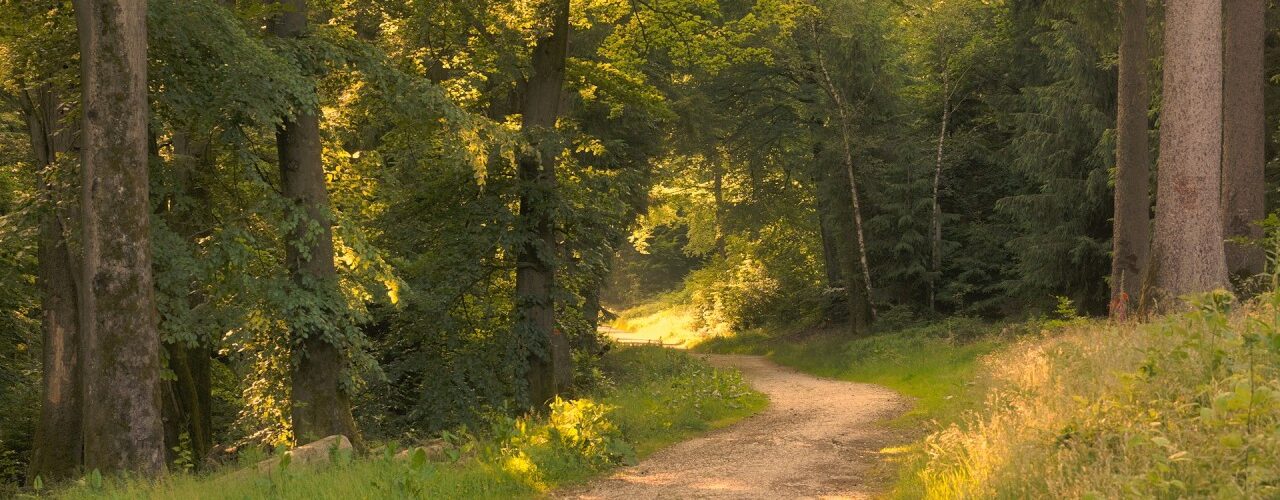 summer forest ambience golden tr