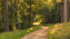 summer forest ambience golden tr