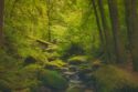 peaceful forest stream in the mo