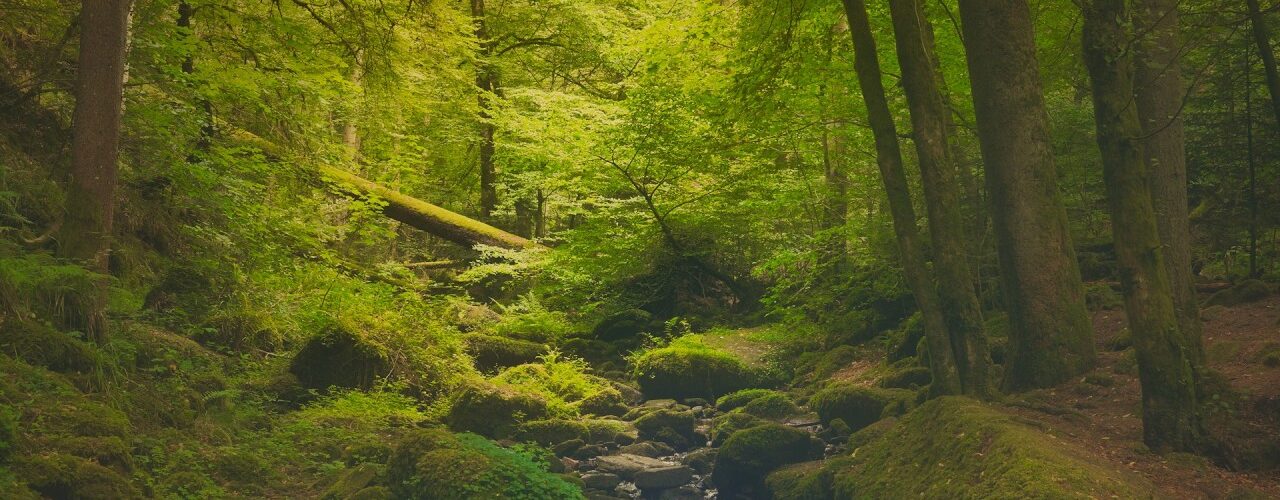 peaceful forest stream in the mo