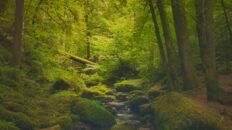 peaceful forest stream in the mo