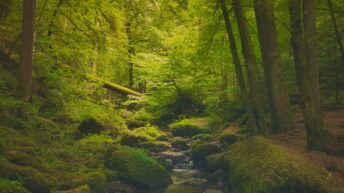 Peaceful Forest Stream in the Monbachschlucht 2 peaceful forest stream in the mo