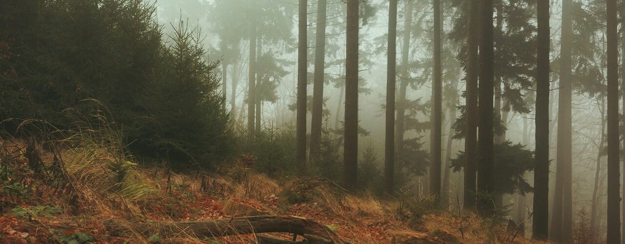 drifting clouds forest fog wind