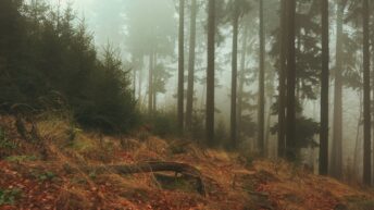drifting clouds forest fog wind