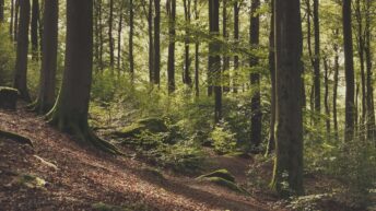 summer forest ambience